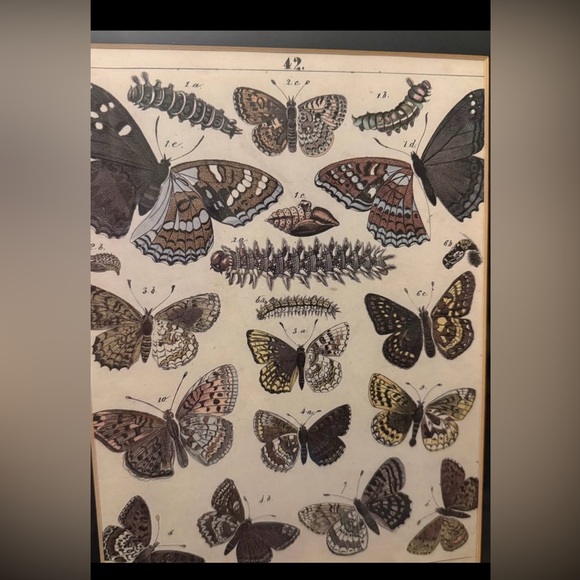 Pottery Barn Butterfly Picture - Picture 3 of 5